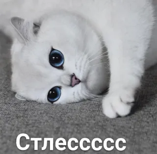 😢 9dbacdf5 Сллесссссс кот, белый кот, милый, голубые глаза, животное, питомец, котенок telegram sticker