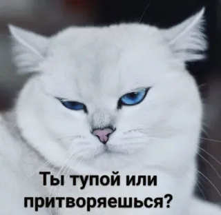 🤦‍♀ a23641aa Ты тупой или притворяешься? кот, мем, русский, смешной, животное telegram sticker