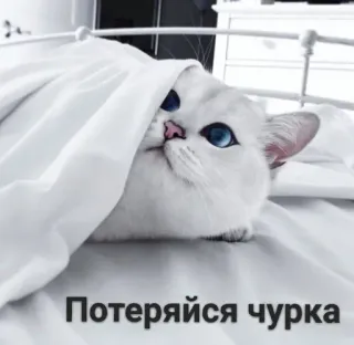 🌚 cbd61304 Потеряйся чурка кошка, одеяло, обидный, кровать, животное telegram sticker