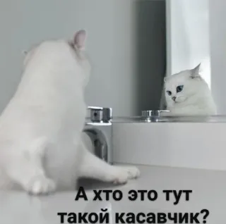 😍 e3d8950c А кто это тут такой касавчик? кот, зеркало, смешной, мем, животное, белый кот telegram sticker