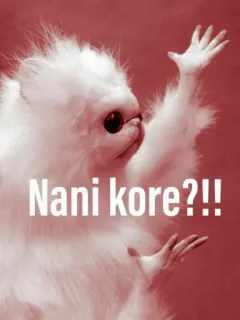 😤 b5cfdc3d Nani kore?!! Meme, lustig, Reaktion, japanisch, Frage, verwirrt, Katze telegram sticker