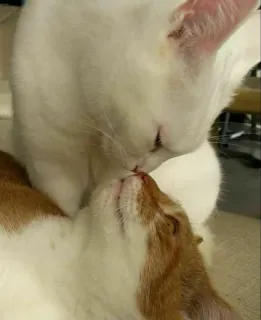 🌚 11eec1be кошки, целуются, животные, любовь, нежный, домашние животные telegram sticker