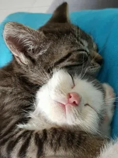 🙃 25cccc72 котята, спящий, кошки, милые, животные, домашние животные, питомцы telegram sticker