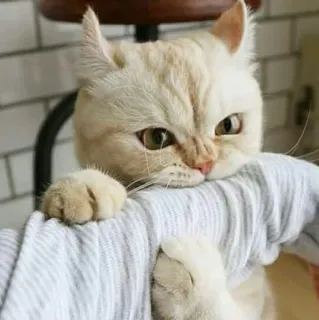 🌚 598f6c70 кот, злой, питомец, животное, котенок, домашний кот telegram sticker