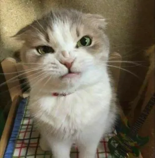 🙃 62fd8043 кот, животное, милый, питомец, ворчливый telegram sticker