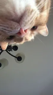 🙃 6f3d3794 кот, животное, питомец, милый, домашний, кошачий telegram sticker