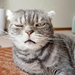 🙃 7276801c кот, животное, питомец, кошачий, шотландская вислоухая, серый кот telegram sticker