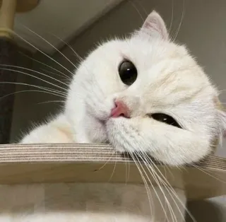 🌚 9662162f кот, белый кот, милый, животное, домашнее животное, домашнее животное telegram sticker