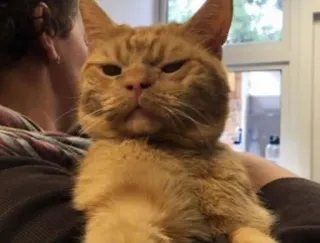 🌚 b0a3f15d кот, животное, питомец, рыжий кот, домашнее животное telegram sticker