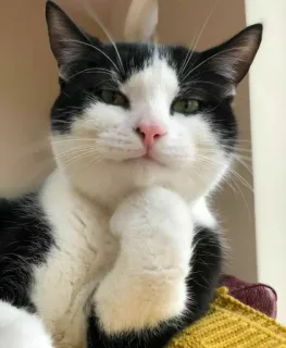 🙃 bc601e7d кот, питомец, животное, черно-белый, думающий, милый, домашний telegram sticker