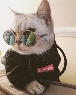 🌚 bea3cbdb Supreme кот, солнцезащитные очки, Supreme, домашнее животное, животное, милый telegram sticker