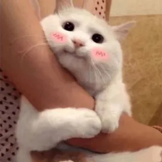 🙃 c99b923d кот, милый, животное, питомец, котёнок, каваий, счастливый telegram sticker