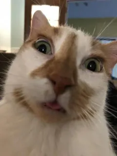 🙃 d3a7fb93 кот, животное, питомец, смешной, милый, мем telegram sticker