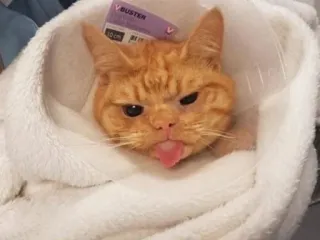 🙃 d4c6511a кот, конус, питомец, смешной, животное, мем telegram sticker