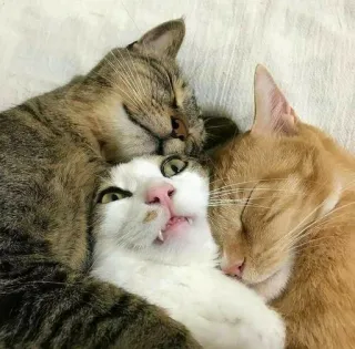 🌚 d69cdba8 кошки, животные, домашние животные, домашние животные, котята, кошачьи, милые telegram sticker