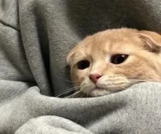 🙃 d8e4e051 кот, милый, питомец, животное, котенок, грустный, шотландская вислоухая telegram sticker