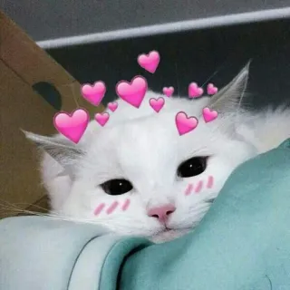 🌚 e484e905 кот, сердечки, милый, животное, питомец, белый кот, очаровательный telegram sticker