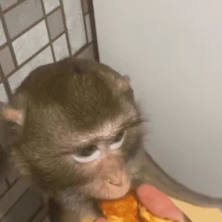 ๐ 02ca080a monkey, animal, eating, pizza telegram sticker