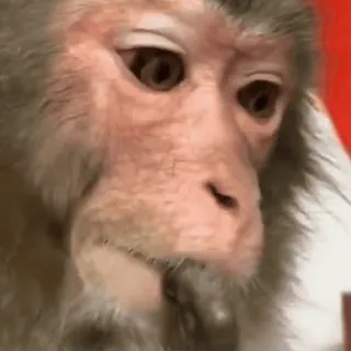๐ค 0bc7dcf0 monkey, animal, primate, cute, funny telegram sticker