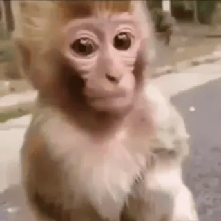 ๐ถ 18b16f79 monkey, baby monkey, primate, animal, cute telegram sticker