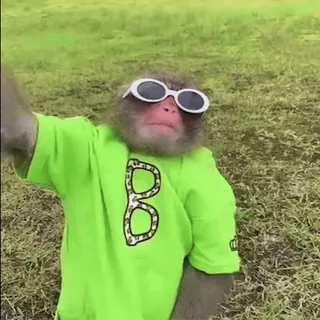 ๐ 19dc9a38 monkey, sunglasses, animal, cool, selfie, outdoors telegram sticker