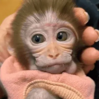 ๐ฎ 268d6506 monkey, cute, animal, primate telegram sticker