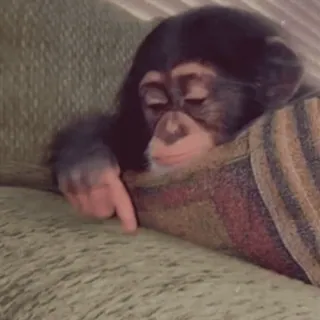 โน๏ธ 3672cb19 monkey, sleeping, cute, animal, sleepy, relaxed telegram sticker