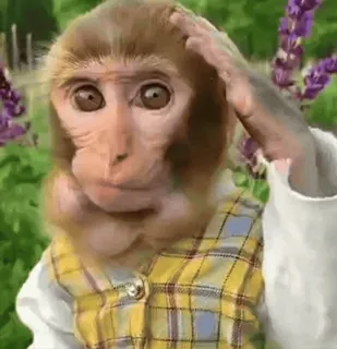 ๐ค 3729296e monkey, salute, animal, cute, uniform, yellow telegram sticker