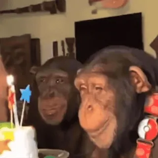 ๐ 373ecb9f animals, chimpanzee, monkey, birthday, cake, candle telegram sticker
