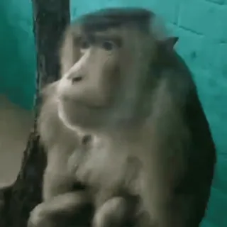 ๐ 3f537d51 animal, monkey telegram sticker
