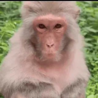 ๐ 40443721 animal, monkey, mammal, primate telegram sticker