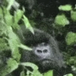 ๐ฆ 45f042a6 gorilla, ape, animal, wildlife, nature, primate telegram sticker