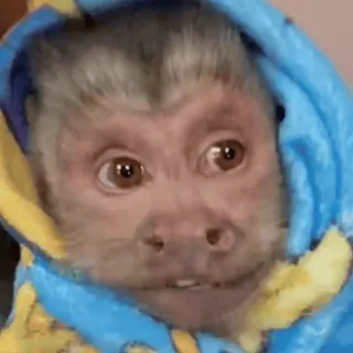 ๐ 48585f76 monkey, animal, cute, primate, blanket telegram sticker