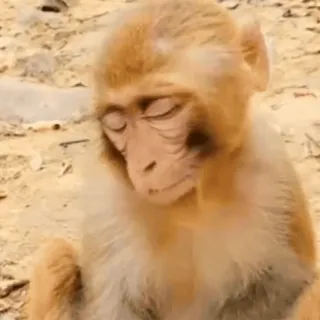 ๐ด 4b21a03e monkey, animal, ape, wildlife, cute telegram sticker