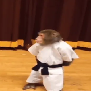 ๐ 509aba7d monkey, karate, martial arts, animal, uniform telegram sticker