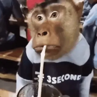 ๐ซค 551e6c81 3SECOND monkey, animal, drinking, straw, funny telegram sticker