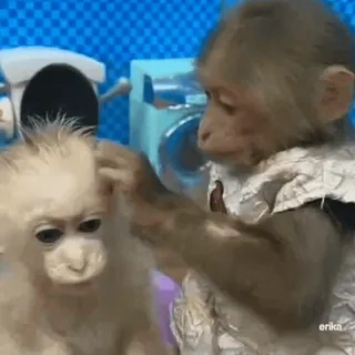 ๐ต 5c9df21f monkeys, cute, grooming, animals telegram sticker