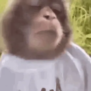 ๐ด 68ec7e62 monkey, animal, cute, meme, t-shirt telegram sticker