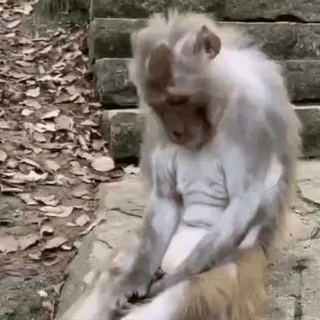 ๐ 6920ce9a animal, monkey, sitting, outdoors telegram sticker