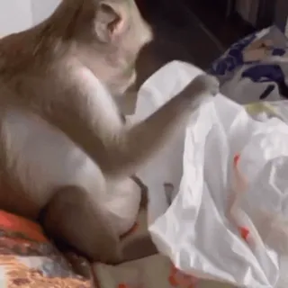 ๐ 69348b37 monkey, animal, primate, plastic bag telegram sticker