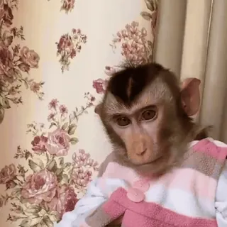 ๐ 6baf338c monkey, animal, portrait, mammal, cute, clothing telegram sticker