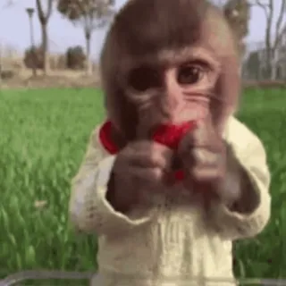 ๐ 6c58f286 monkey, animal, fruit, cute, baby, eating telegram sticker