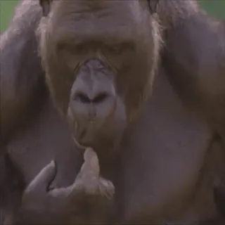 ๐ค 6e5e3d45 gorilla, ape, animal, mammal, wildlife telegram sticker