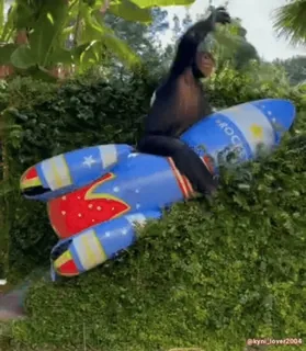๐ฅณ 72ecc33c animal, chimpanzee, rocket, funny, nature telegram sticker