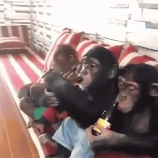 ๐บ 760aa253 apes, chimpanzees, monkeys, alcohol, drinking telegram sticker