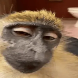 ๐คค 76f48f8e monkey, animal, primate, close-up, mammal telegram sticker