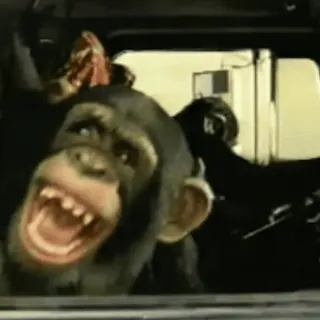 ๐ 7e1c958e animal, monkey, chimpanzee, smile, car, happy telegram sticker
