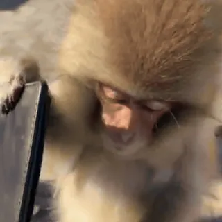 ๐ท 7f49579b monkey, animal, cellphone, snow, cold telegram sticker