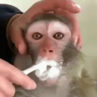๐ชฅ 823db70a monkey, brushing teeth, animal, toothbrush, hygiene, primate telegram sticker