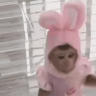 ๐ต 83d7c4e7 monkey, bunny, easter, animal, cute, pink telegram sticker